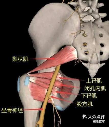 坐骨大孔与坐骨小孔图图片