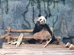 -深圳野生动物园