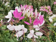 -野狸岛