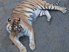 -大连森林动物园