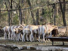 -沈阳森林动物园
