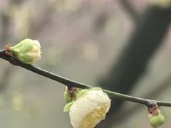 -南山植物园