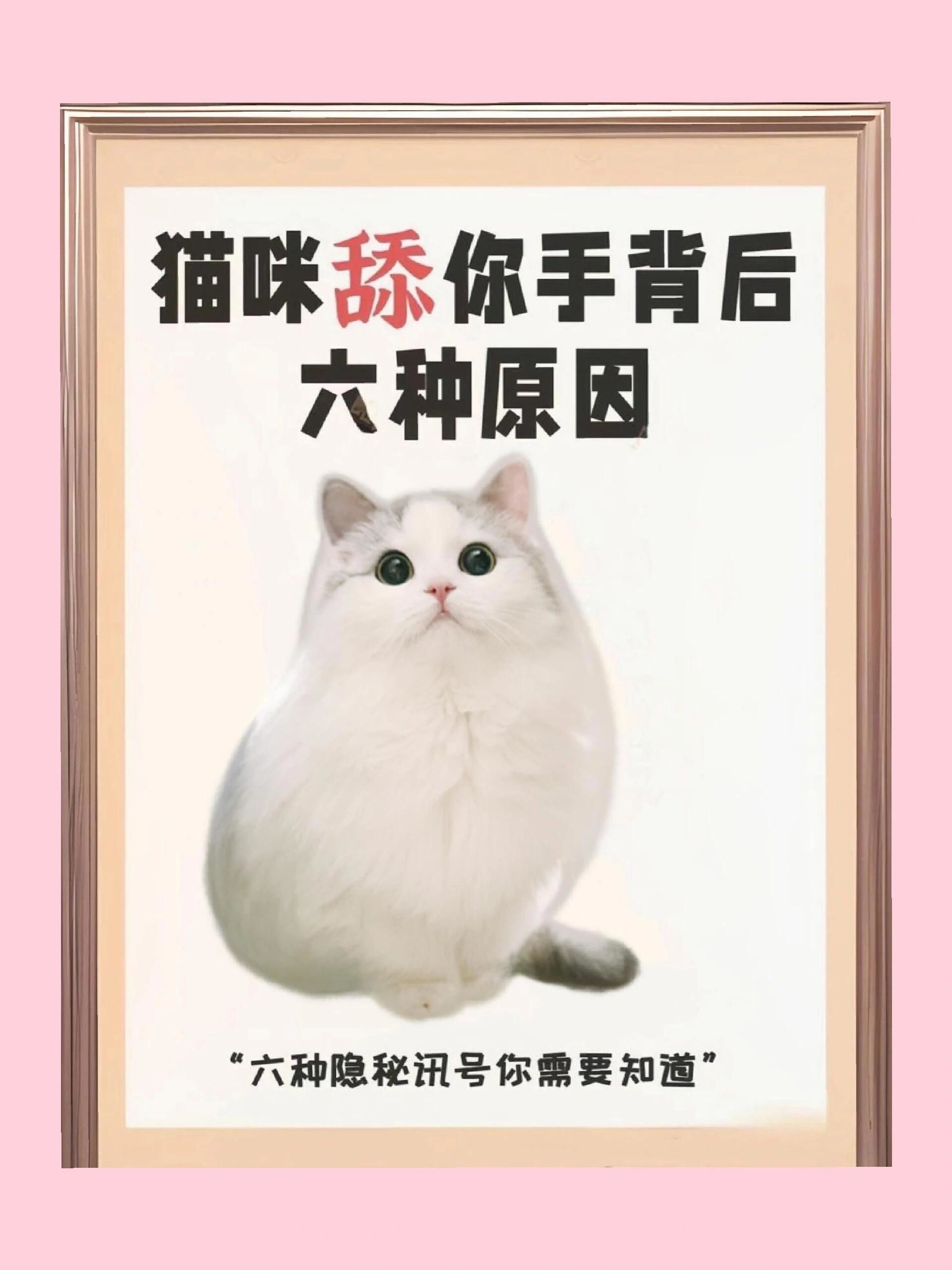 猫为什么舔人脸百科在线