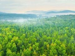 -五营红松林海景区