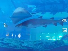 -迪拜水族馆及水下动物园