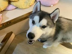 -Husky Go! 哈士奇体验馆·宠物咖啡厅狗咖