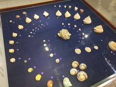 -青岛贝壳博物馆