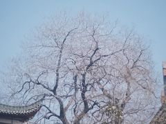 -长春观
