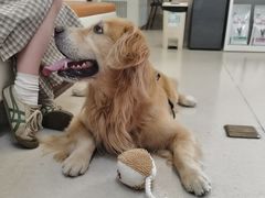 -爱妮康宠物医院·干细胞免疫细胞·肿瘤·心脏(张江店)