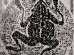 -安阳博物馆
