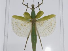 -上海昆虫博物馆