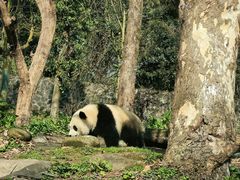 -都江堰中华大熊猫苑