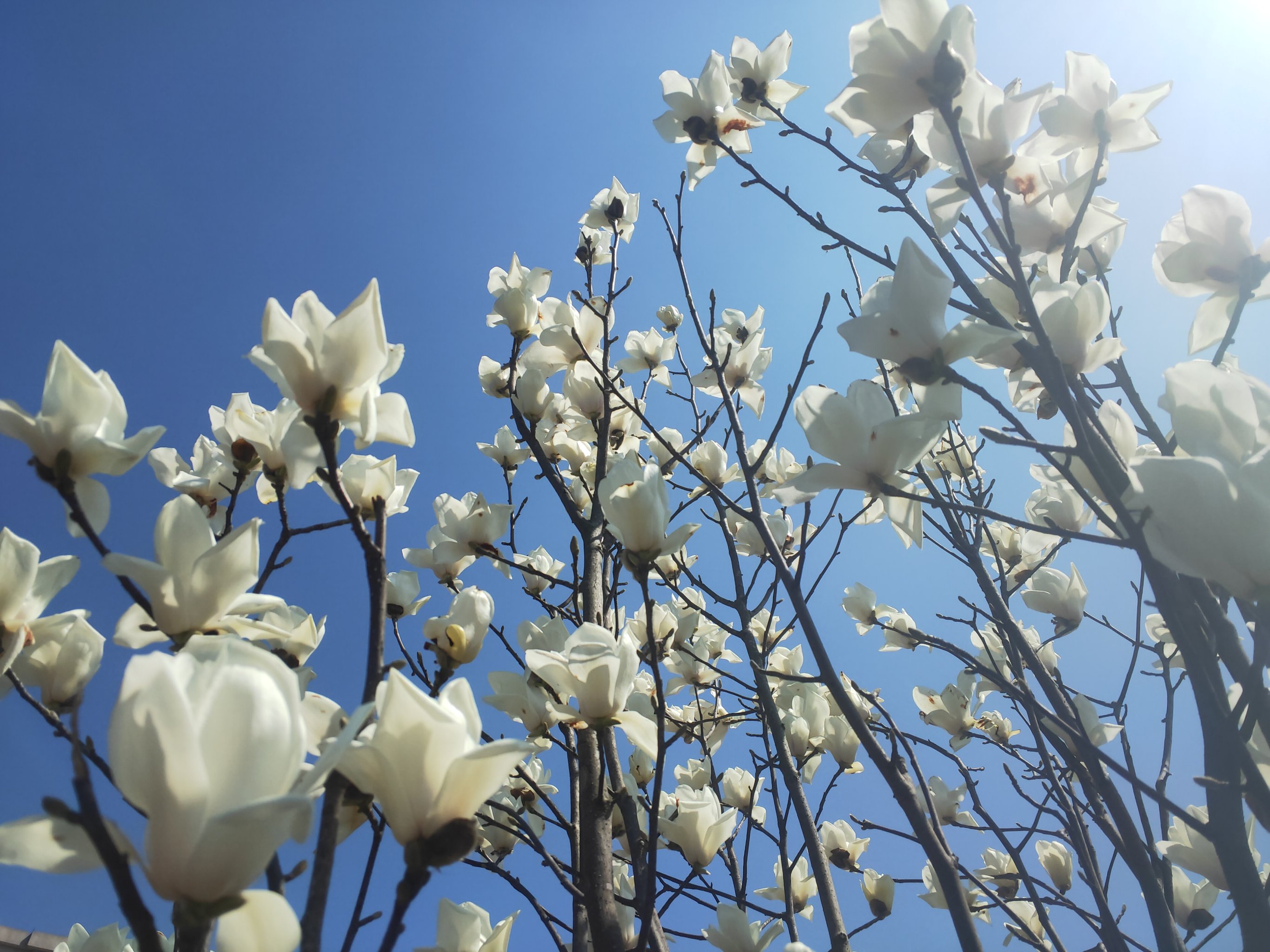 新沂市市花图片