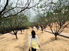 -南国桃园旅游度假区