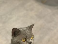 -猫房·猫吧·猫咖(龙湖时代汇店)