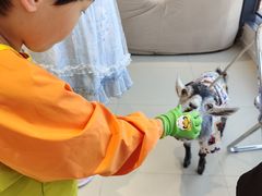 -怪兽屋·羊驼·猫咖·狗咖(俊华广场店)