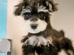 -萌宠之家·腊肠犬·马尔泰·小体犬舍