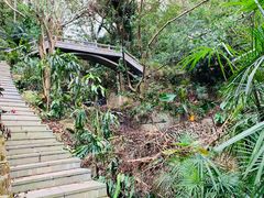 -银湖山郊野公园-相思林