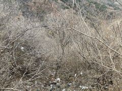 -北京鹫峰国家森林公园