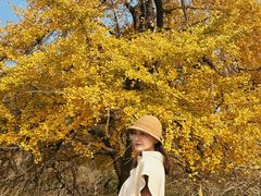 -千年银杏谷文化旅游区