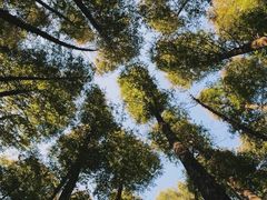 -山王坪喀斯特国家生态公园