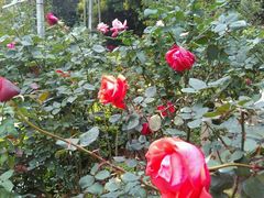 -人民公园(罗湖区)