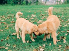 -趣多多宠物公园·宠物训犬学校·宠物寄养