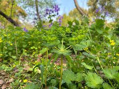 -上海共青森林公园