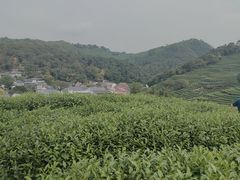 -龙井村
