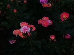 -安宁市宁湖森林公园