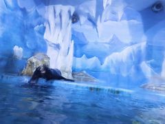 -多彩贵州城极地海洋世界