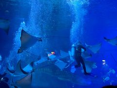 -烟台海昌鲸鲨海洋公园
