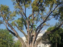 -槟城街头艺术街区