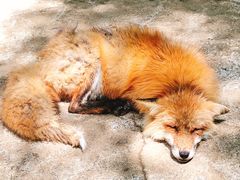 -宫城藏王狐狸村