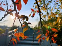 -八大山人梅湖景区