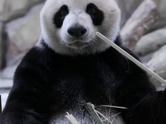 -广州长隆野生动物世界