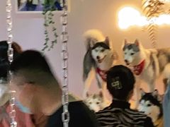-Husky Go! 哈士奇体验馆·宠物咖啡厅狗咖