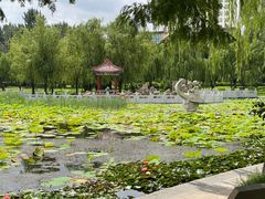 -莱西月湖公园