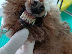 -北京观赏动物医院·24小时大型综合·猫专科·异宠专科