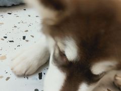 -Husky Go!哈士奇体验馆·宠物咖啡厅狗咖