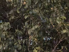 -长春观