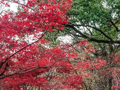 -岳麓山风景名胜区