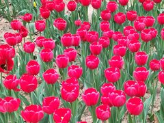 -石家庄市植物园