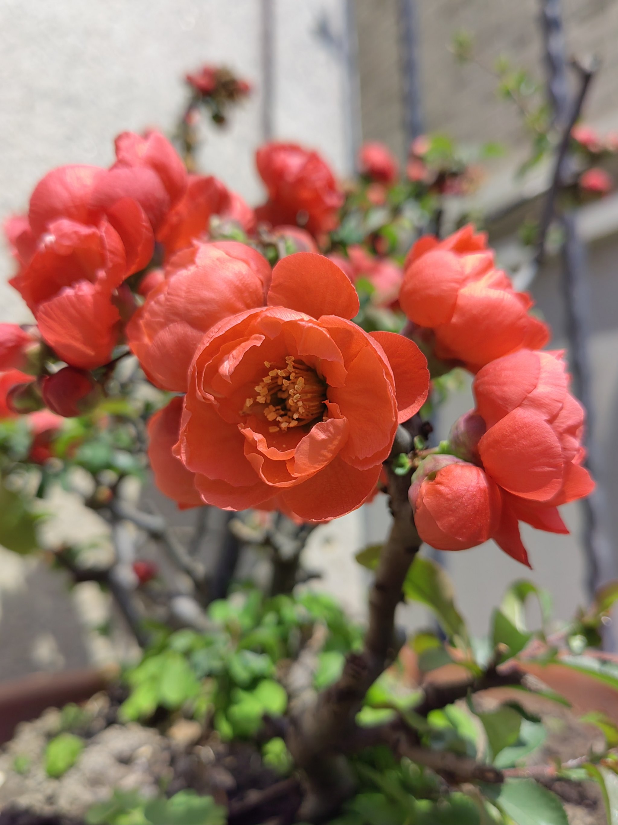 海棠花开花过程图片