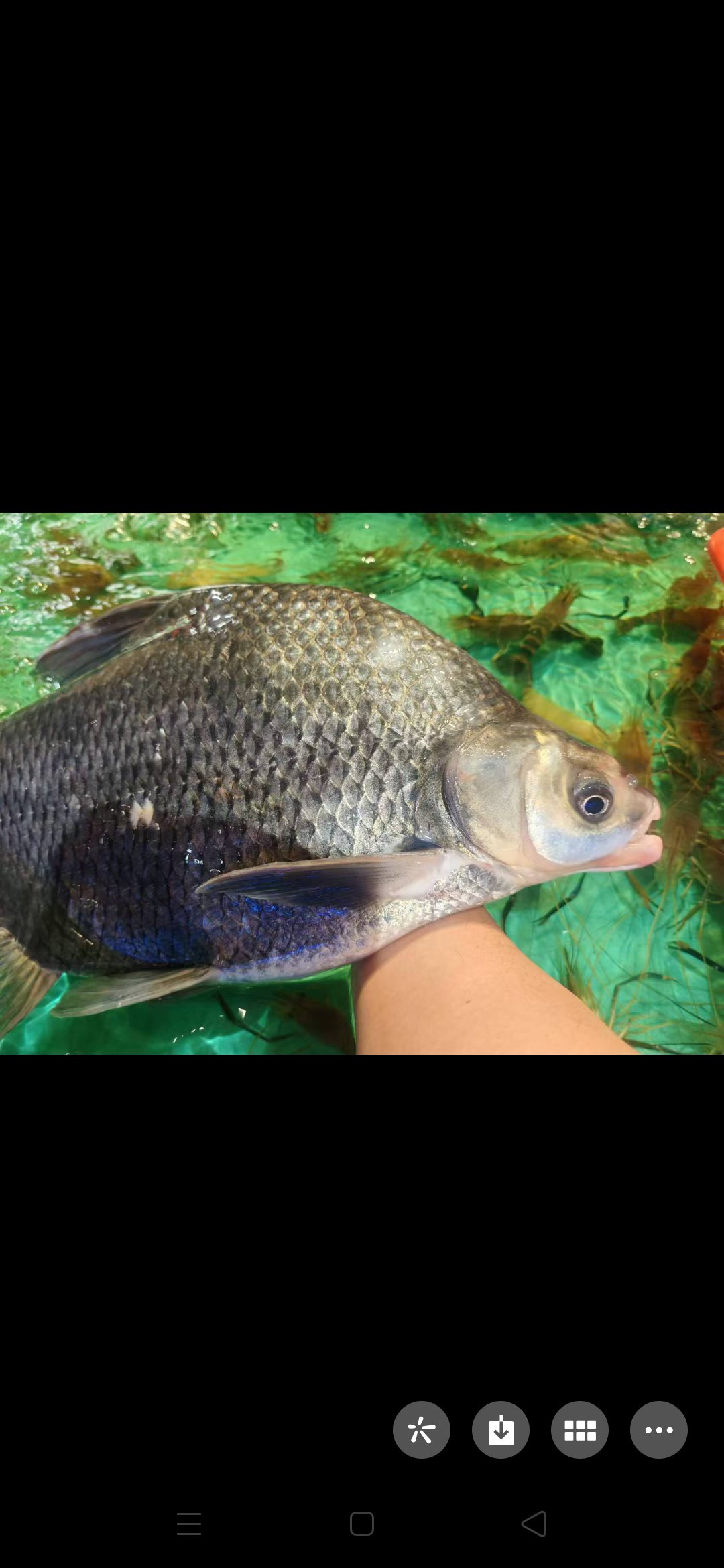 水鱼儿真实资料图片