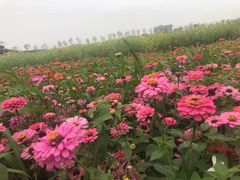 -光明小镇欢乐田园