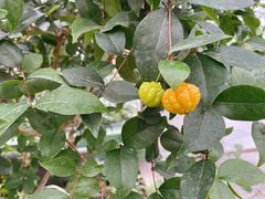 -南宫五洲植物乐园