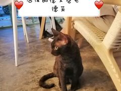 -喵屿·大理花园猫咖