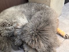 -沏点Trattoria意大利餐厅(新街口店)