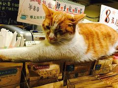 -猫的天空之城概念书店(西塘古镇店)